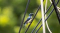 Beautiful purple sunbird in eclipse plumage perched on a wire in India. Royalty Free Stock Photo