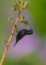 A beautiful Purple sunbird Royalty Free Stock Photo