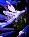 Agapanthus African blue lily flower