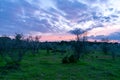 Beautiful purple sunset with clouds in the field Royalty Free Stock Photo