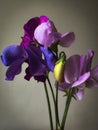 Beautiful purple sweet pea stem on moody grey background. Stylish flower still life, artistic composition. Floral vertical Royalty Free Stock Photo