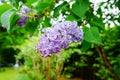 Beautiful purple Syringa flower(Lilac)