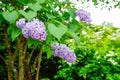 Beautiful purple Syringa flower(Lilac) Royalty Free Stock Photo