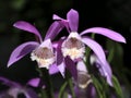 Beautiful purple Taiwan Pleione Royalty Free Stock Photo