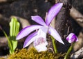 Close-up purple Taiwan Pleione with the natural background