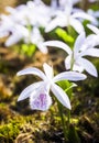 Close-up purple Taiwan Pleione with the natural background