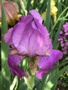 Perfectly Purple Tall Bearded Iris Blossom With Gold Orange Beards