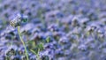 Beautiful purple tansy blooms on blurred violet flowering field background. Phacelia tanacetifolia