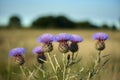 Beautiful purple Thistle in bloom at the Pampas Plain, Buenos Aires Province, Argentina. Royalty Free Stock Photo