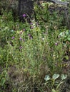 purple flower of the Thistle blooms in the meadow