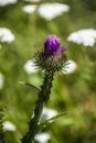 Beautiful purple thistle flower. Pink flower burdock. Burdock flower spiny close up. Flowering medicinal plants are thistle or Royalty Free Stock Photo