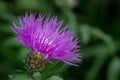 Beautiful purple thistle flower. Pink flowers of burdock thorns. Prickly burdock flower on green blur background Royalty Free Stock Photo