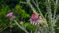 Purple thistle flowers bloomings in a field Royalty Free Stock Photo