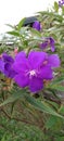 Beautiful Purple Tibouchina Semidecandra Flower