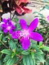 Beautiful purple tibouchina urvilleana flower