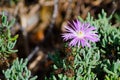 Beautiful purple Trailing Ice Plant flower Lampranthus spectabilis in a spring season at a botanical garden. Royalty Free Stock Photo