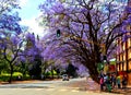 Beautiful purple trees of jacaranda in Pretoria