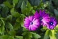 Beautiful purple trio african daisy flower in bloom in a green garden flowerbed