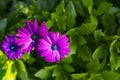 Beautiful purple trio african daisy flower in bloom in a green garden flowerbed