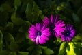 Beautiful purple trio african daisy flower in bloom in a green garden flowerbed