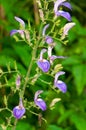 A beautiful purple tropical flowers of Brillantaisia owariensis Royalty Free Stock Photo