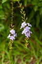 A beautiful Purple tropical flowers: Skyflower Duranta erecta Royalty Free Stock Photo