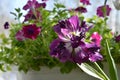 Beautiful purple tulip flower on the background of petunias in small garden on the balcony. Spring sunny day Royalty Free Stock Photo