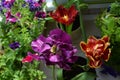 Beautiful purple tulip flower on the background of red tulips and petunias. Small garden on the balcony Royalty Free Stock Photo