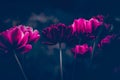 The beautiful purple tulip flowers blooming in the semi-darkness of a summer evening. The natural beauty, tranquility, and Royalty Free Stock Photo