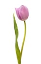 Beautiful purple tulip