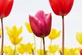 A beautiful purple tulip and yellow tulips in the background Royalty Free Stock Photo