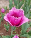 Beautiful purple tulips on a flowerbed in a city garden in spring Royalty Free Stock Photo