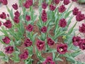 Beautiful purple tulips on a flowerbed in a city garden in spring Royalty Free Stock Photo