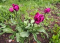 Beautiful purple tulips in the garden Royalty Free Stock Photo