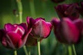 Beautiful purple tulips in the garden at springtime Royalty Free Stock Photo