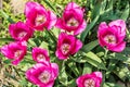 Beautiful purple tulips in the garden, springtime Royalty Free Stock Photo