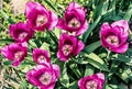 Beautiful purple tulips in garden Royalty Free Stock Photo