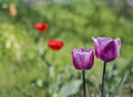 Beautiful purple tulips in the spring garden Royalty Free Stock Photo