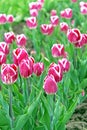 Beautiful purple tulips in the spring garden Royalty Free Stock Photo