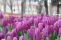 Beautiful purple tulips in the spring garden