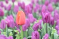 Beautiful purple tulips in the spring garden