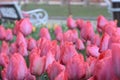 Beautiful purple tulips in the spring garden