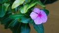 Beautiful purple turnera flowers bloom in the morning