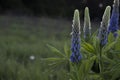 Beautiful purple unopened lupins close-up.