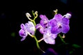 Beautiful purple vanda hookerriana orchid flower on a black background Royalty Free Stock Photo