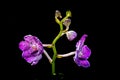Beautiful purple vanda hookerriana orchid flower on a black background Royalty Free Stock Photo