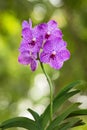 Purple vanda orchid flower. Royalty Free Stock Photo