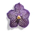 Beautiful purple vanda orchid flower Royalty Free Stock Photo