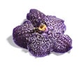 Beautiful purple vanda orchid flower Royalty Free Stock Photo