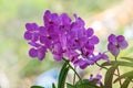 Purple vanda orchid flower. Royalty Free Stock Photo